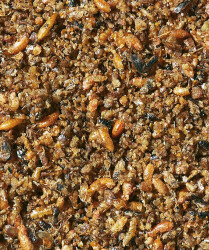 Versele-Laga Orlux Insect Patee 1000g – Komplettfutter 25% Insekten tierischem Eiweiß